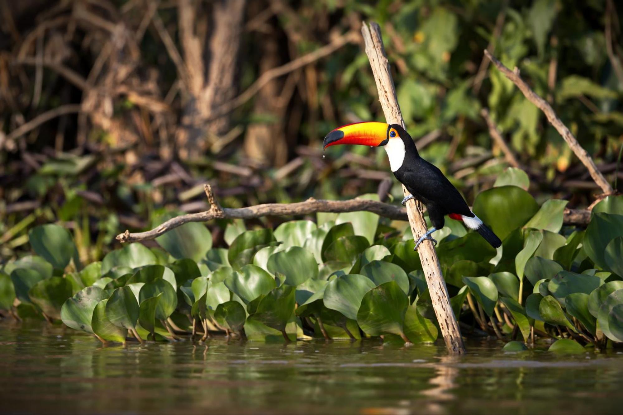 Caiman Lodge - Cuyabeno Nature Amazon Tour Kültér fotó